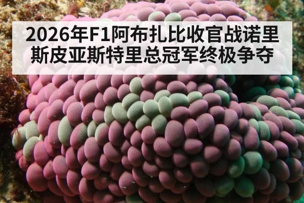 2026年F1阿布扎比收官战诺里斯皮亚斯特里总冠军终极争夺